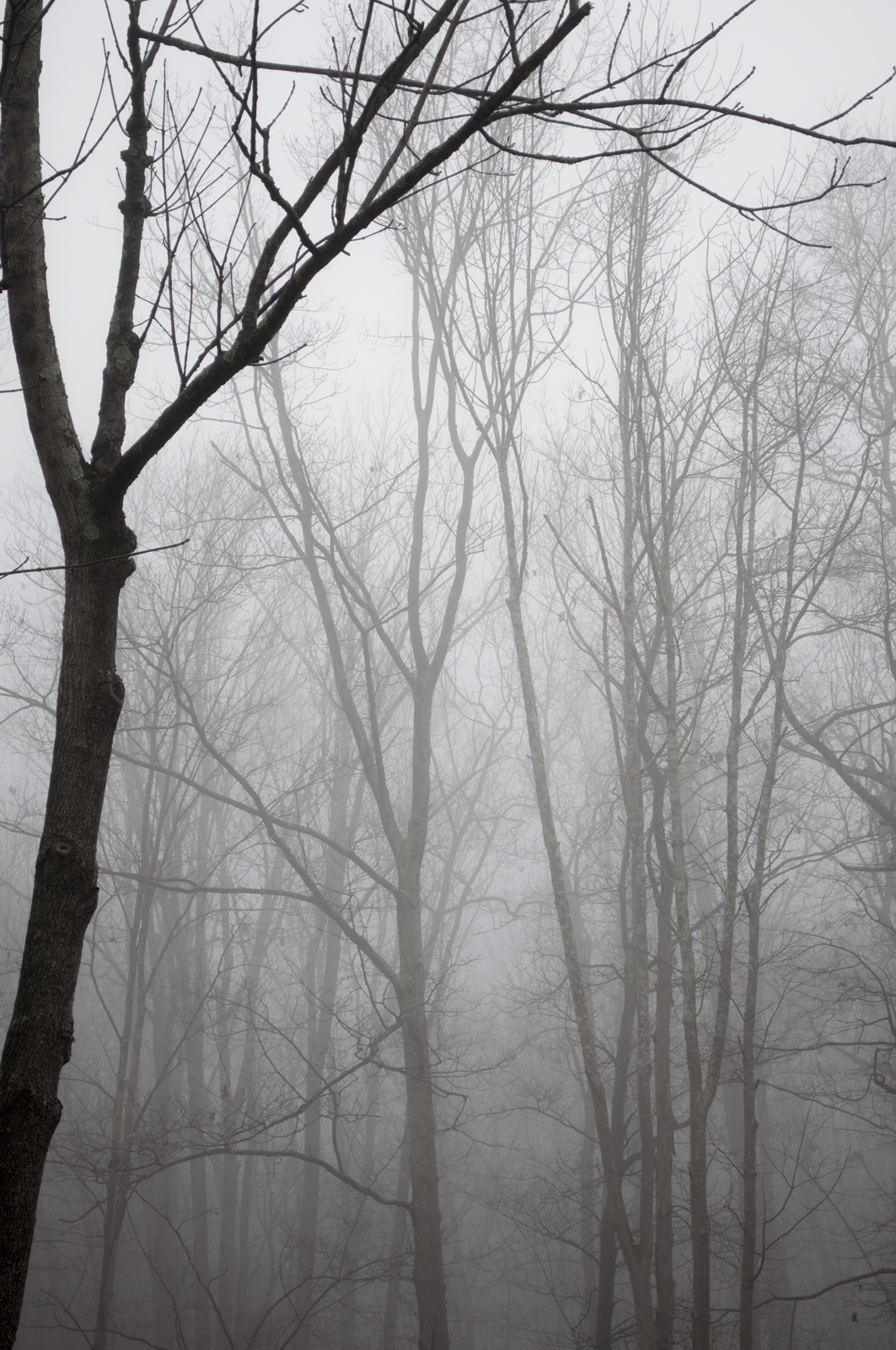 dsc_8627-fog-trees